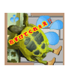 ヘルマンリクガメ りくちゃん（個別スタンプ：6）