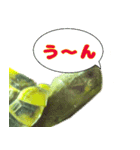 ヘルマンリクガメ りくちゃん（個別スタンプ：8）