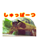ヘルマンリクガメ りくちゃん（個別スタンプ：9）