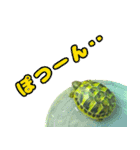 ヘルマンリクガメ りくちゃん（個別スタンプ：11）