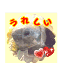 ヘルマンリクガメ りくちゃん（個別スタンプ：12）