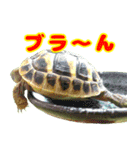 ヘルマンリクガメ りくちゃん（個別スタンプ：14）