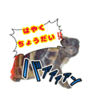 ヘルマンリクガメ りくちゃん（個別スタンプ：15）