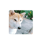 こすずスタンプkosuzu（個別スタンプ：1）