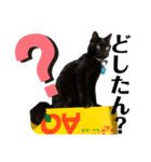 黒猫の運ちゃん。Part5（個別スタンプ：2）