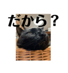 黒猫の運ちゃん。Part5（個別スタンプ：3）
