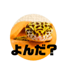 レオパのペロたん（個別スタンプ：1）