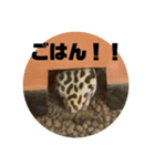 レオパのペロたん（個別スタンプ：2）