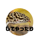 レオパのペロたん（個別スタンプ：3）