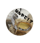 レオパのペロたん（個別スタンプ：5）