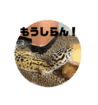 レオパのペロたん（個別スタンプ：6）