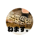 レオパのペロたん（個別スタンプ：7）