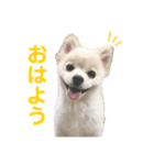 ポメラニアン ぷぅ＆るぅ（個別スタンプ：1）