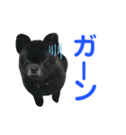 ポメラニアン ぷぅ＆るぅ（個別スタンプ：10）