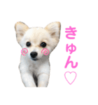 ポメラニアン ぷぅ＆るぅ（個別スタンプ：11）
