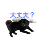 ポメラニアン ぷぅ＆るぅ（個別スタンプ：24）