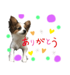 かなちゃんとジャッキーと3匹の子犬（個別スタンプ：1）