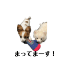 かなちゃんとジャッキーと3匹の子犬（個別スタンプ：12）