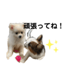 かなちゃんとジャッキーと3匹の子犬（個別スタンプ：15）
