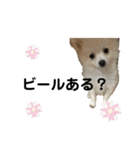 かなちゃんとジャッキーと3匹の子犬（個別スタンプ：18）