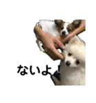 かなちゃんとジャッキーと3匹の子犬（個別スタンプ：19）