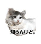 我が家のクロエちゃん  no.1（個別スタンプ：8）