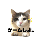 我が家のクロエちゃん  no.1（個別スタンプ：10）