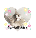 我が家のクロエちゃん  no.1（個別スタンプ：12）