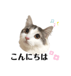 我が家のクロエちゃん  no.1（個別スタンプ：21）