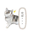 我が家のクロエちゃん  no.1（個別スタンプ：24）
