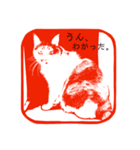三毛猫タマと、インコのメロンで会話（個別スタンプ：2）