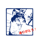 三毛猫タマと、インコのメロンで会話（個別スタンプ：17）
