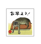 ミチコばあちゃんスタンプ NO4  キャッツ（個別スタンプ：2）