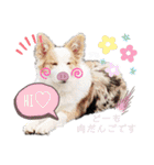 nico＆friends③（個別スタンプ：11）