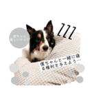 nico＆friends③（個別スタンプ：31）