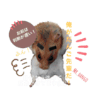 nico＆friends③（個別スタンプ：39）