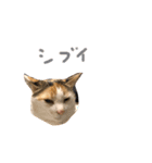 三毛猫の男子ふーちゃんスタンプその弐（個別スタンプ：1）