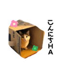 三毛猫の男子ふーちゃんスタンプその弐（個別スタンプ：2）