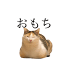 三毛猫の男子ふーちゃんスタンプその弐（個別スタンプ：4）