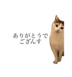 三毛猫の男子ふーちゃんスタンプその弐（個別スタンプ：5）