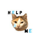 三毛猫の男子ふーちゃんスタンプその弐（個別スタンプ：8）