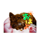 わんこのもちゃ（個別スタンプ：1）