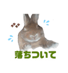 うさぎのもこ(受験バージョン)（個別スタンプ：6）