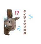 うさぎのもこ(受験バージョン)（個別スタンプ：7）