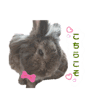 うさぎのもこ(受験バージョン)（個別スタンプ：10）