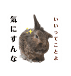 うさぎのもこ(受験バージョン)（個別スタンプ：11）