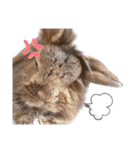 うさぎのもこ(受験バージョン)（個別スタンプ：12）