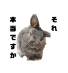 うさぎのもこ(受験バージョン)（個別スタンプ：13）