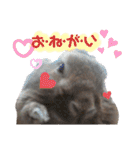 うさぎのもこ(受験バージョン)（個別スタンプ：17）