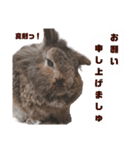 うさぎのもこ(受験バージョン)（個別スタンプ：18）
